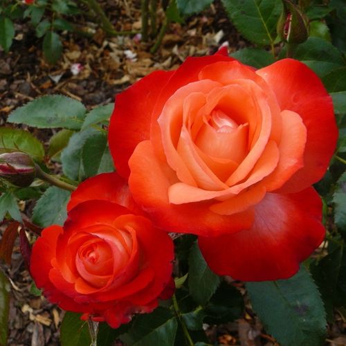 Gärtnerei - Rosa Joy of Life - rot - weiß - teehybriden-edelrosen - diskret duftend - Hans Jürgen Evers - Ihre diskret duftende Blüten sind im Knospenzustand länglich, danach leicht kegelförmige Blumen.
